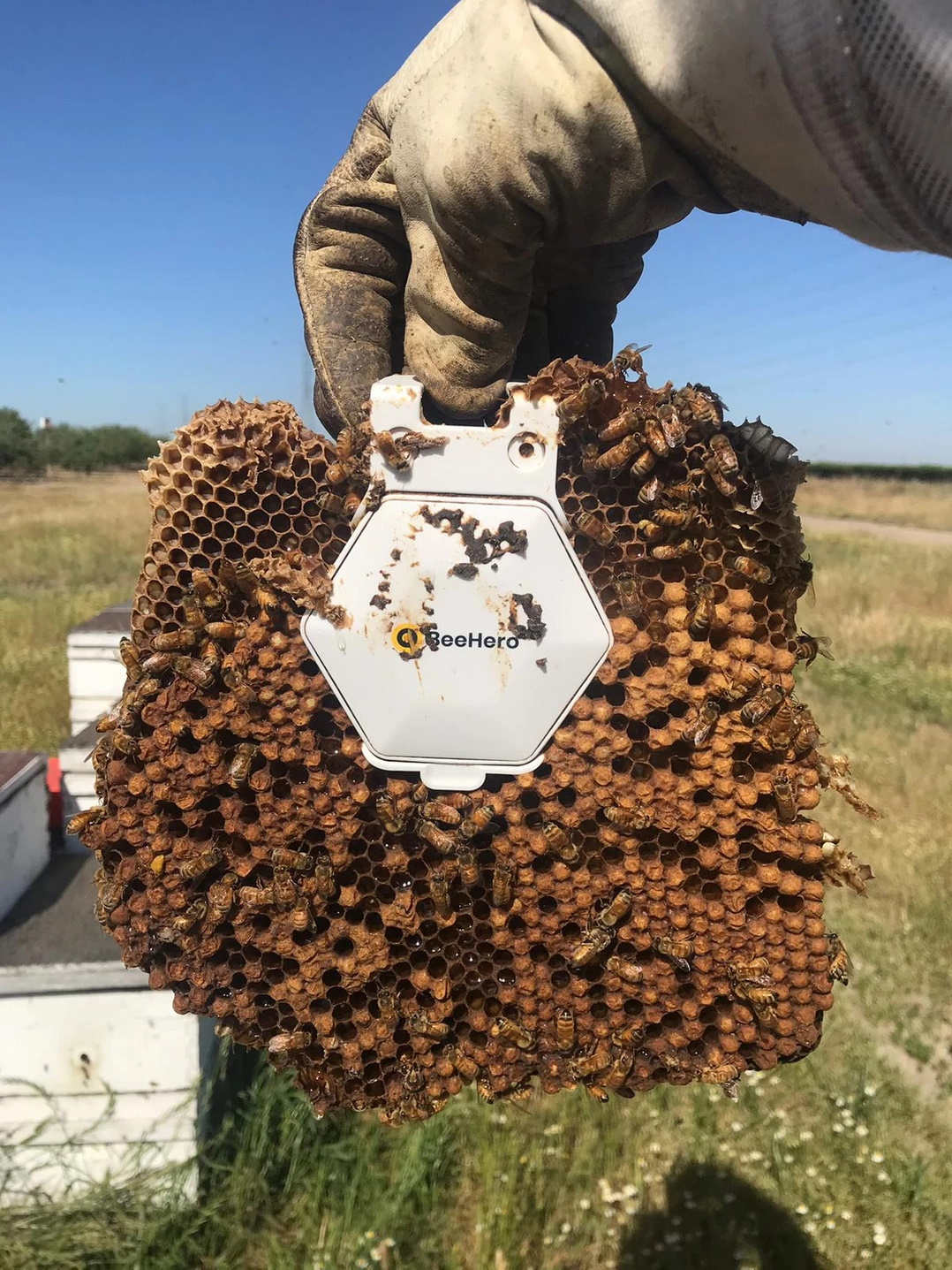 Beehero Smartens Up Hives To Provide Pollination As A Service With 4m Seed Round Wilson S Media - new op code 800 billion honey roblox bee swarm simulator bee